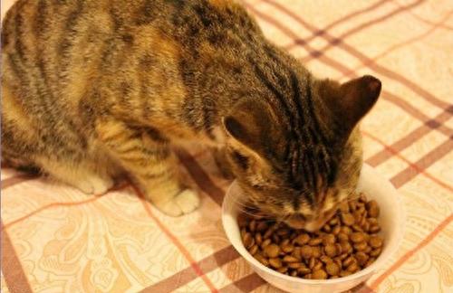 猫咪拉稀怎么解决?(猫咪拉稀怎么解决但是食欲很好) 猫咪拉稀怎么解决?(猫咪拉稀怎么解决但是食欲很好)