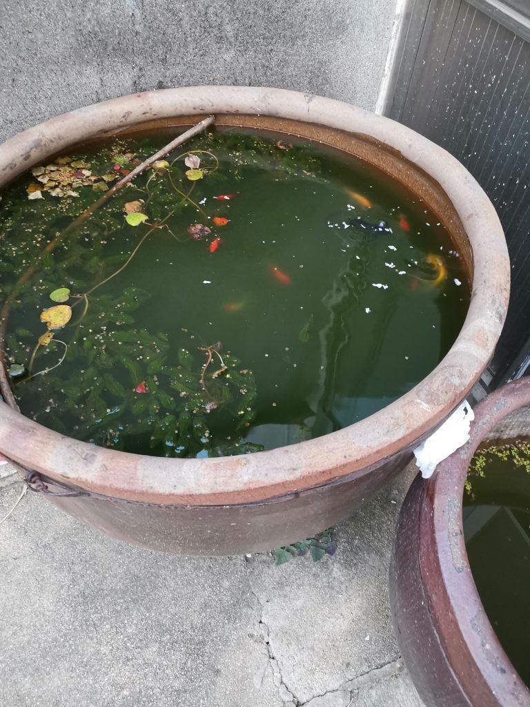 小金鱼的简易口粮(小金鱼的教程) 小金鱼的简易口粮(小金鱼的教程)