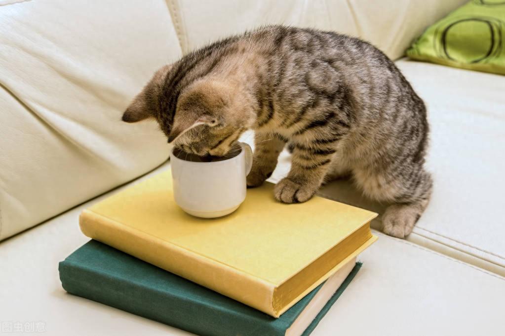 猫不吃东西还呕吐是什么原因?(猫不吃东西没精神怎么回事) 猫不吃东西还呕吐是什么原因?(猫不吃东西没精神怎么回事)