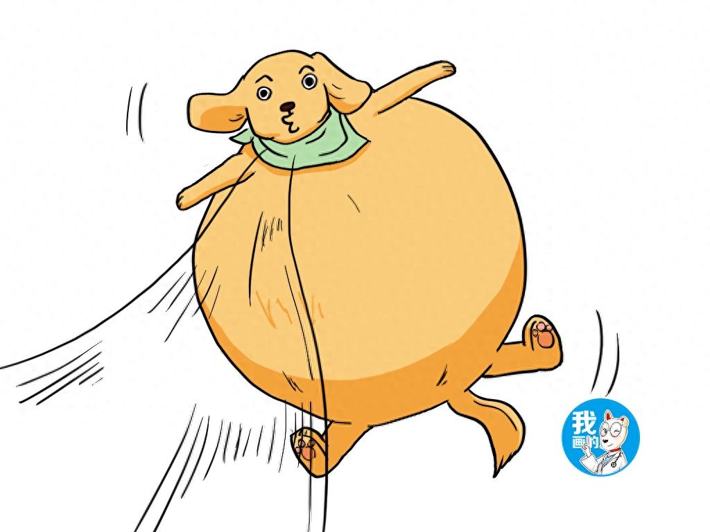 狗狗胃胀气别不当回事,真的出了事铲屎官后悔都来不及(狗狗胃胀气有什么症状) 狗狗胃胀气别不当回事,真的出了事铲屎官后悔都来不及(狗狗胃胀气有什么症状)