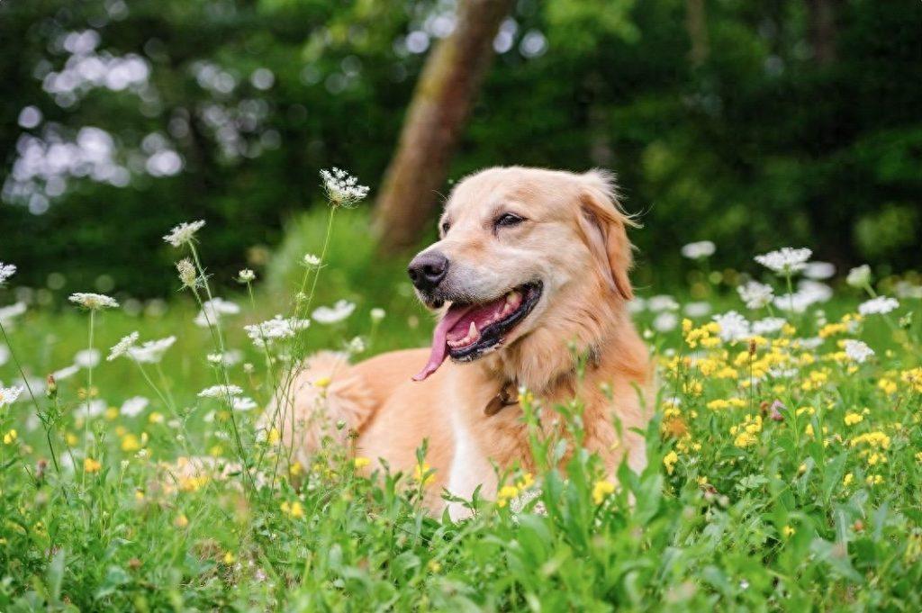 狗狗“爱上吃草”的7个原因，很多人理解错了！（狗狗喜欢吃草怎么办）