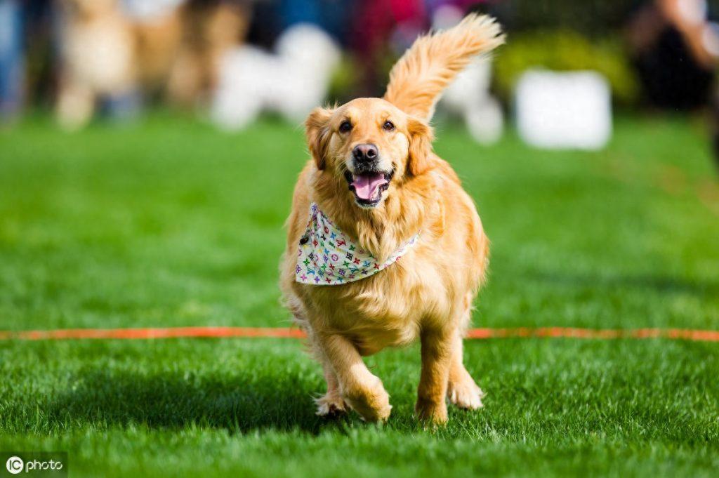 养大型犬为什么一定要挤肛门腺?这几个后果,主人一定要清楚(给犬挤肛门腺是为了什么) 养大型犬为什么一定要挤肛门腺?这几个后果,主人一定要清楚(给犬挤肛门腺是为了什么)