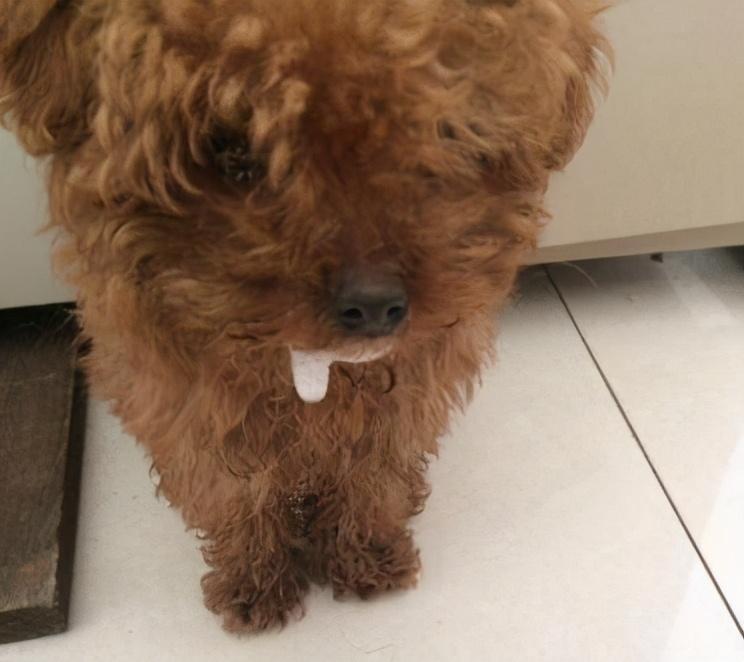 泰迪犬呕吐怎么办?泰迪犬呕吐原因以及治疗方法分享(泰迪狗呕吐怎么办?) 泰迪犬呕吐怎么办?泰迪犬呕吐原因以及治疗方法分享(泰迪狗呕吐怎么办?)