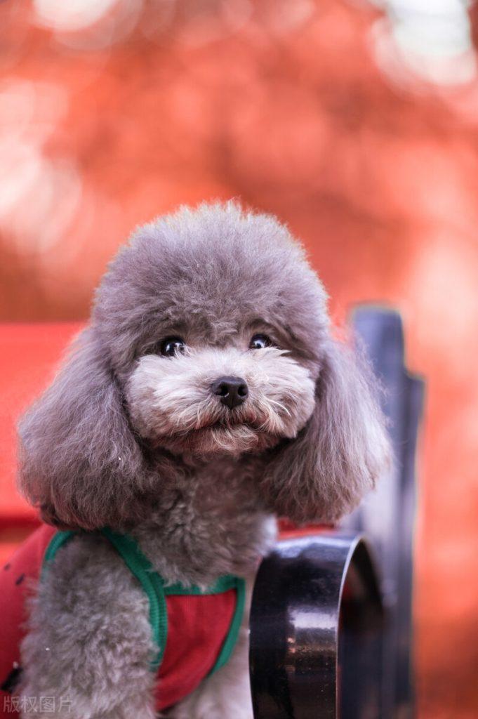 泰迪犬多少钱一只,2023泰迪市场价格大盘点(泰迪价格多少) 泰迪犬多少钱一只,2023泰迪市场价格大盘点(泰迪价格多少)
