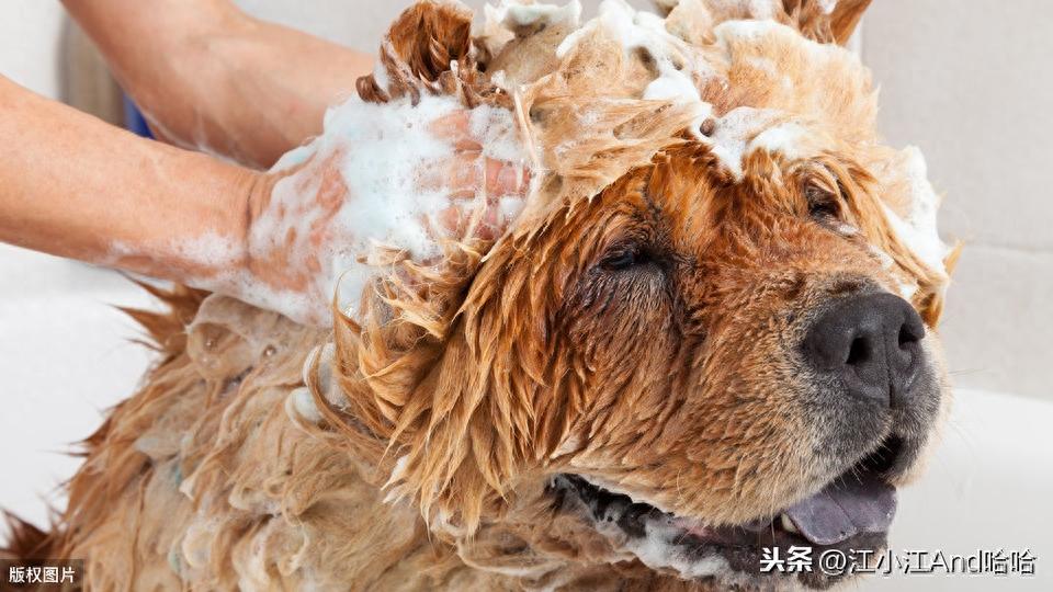 为什么我的狗从未得过皮肤病?夏季让狗狗跟皮肤病说NO!(为什么狗皮肤病反复不得好,怎么办) 为什么我的狗从未得过皮肤病?夏季让狗狗跟皮肤病说NO!(为什么狗皮肤病反复不得好,怎么办)