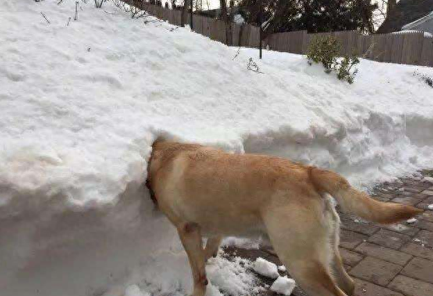 在狗狗眼里，看到“雪”的那一刻，它是这样想的（狗能看到雪吗?）