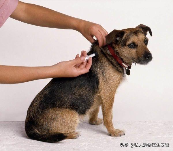 教你狗狗接种疫苗的正常流程（狗狗疫苗如何接种视频教程）