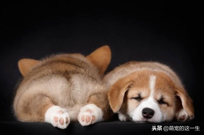 狗狗对睡眠的需求很高,所以这几个狗狗不睡觉的原因,你得知道(狗睡不踏实为什么) 狗狗对睡眠的需求很高,所以这几个狗狗不睡觉的原因,你得知道(狗睡不踏实为什么)
