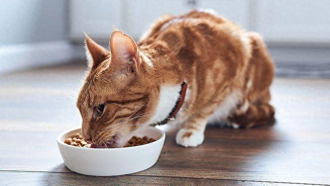 猫咪拉稀怎么解决?(猫咪拉稀怎么解决但是食欲很好) 猫咪拉稀怎么解决?(猫咪拉稀怎么解决但是食欲很好)