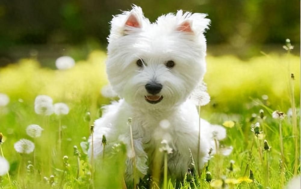 盘点最常见的13种小型狗狗，你认识几种？（常见的小动物有哪些图片）