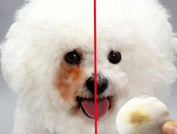 比熊犬有泪痕可以多吃这几种食物,有效去除泪痕(比熊犬有泪痕吃什么狗粮好) 比熊犬有泪痕可以多吃这几种食物,有效去除泪痕(比熊犬有泪痕吃什么狗粮好)