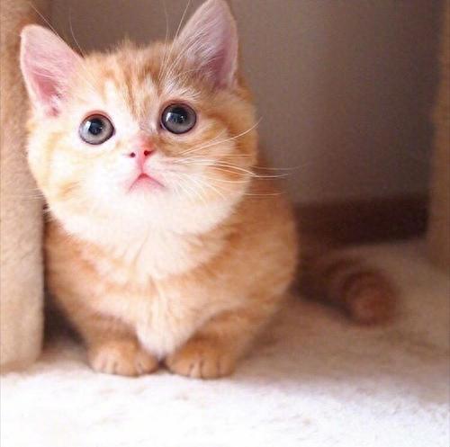 猫拉屎很臭正常吗?(猫拉屎很臭正常吗) 猫拉屎很臭正常吗?(猫拉屎很臭正常吗)