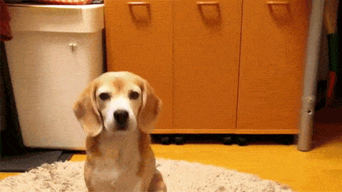 告诉你一个秘密,养狗最好养“比格犬”(比格犬好养活吗知乎) 告诉你一个秘密,养狗最好养“比格犬”(比格犬好养活吗知乎)