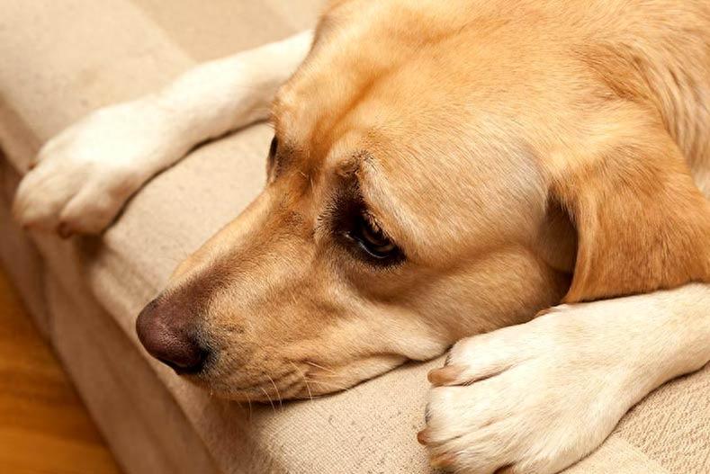 狗狗为何会整天咳嗽？造成咳嗽的原因有哪些，主人该如何应对？（为什么狗狗一直咳嗽）