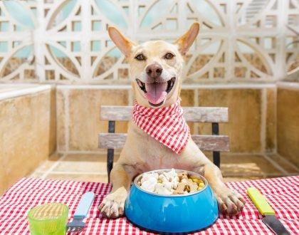 “超级食物”对狗狗很好，也是普通的食材，你有给狗狗吃吗？（对狗狗比较好的食物）