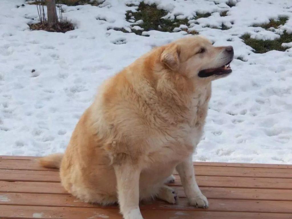 金毛犬太胖怎么办?(金毛犬太胖怎么办) 金毛犬太胖怎么办?(金毛犬太胖怎么办)