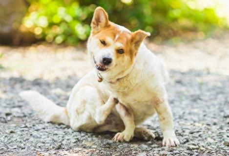 什么是脂溢性皮炎？狗狗经常挠自己，就证明它患上脂溢性皮炎吗？（狗溢脂性皮炎怎么治）