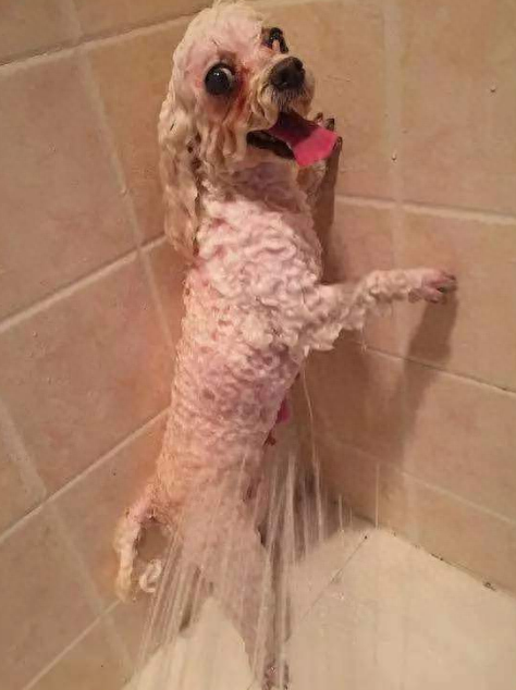 给泰迪犬洗澡，很多人都忽略的5点，这么多年白洗了！（泰迪犬洗澡用什么沐浴露）