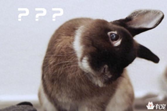 兔兔饲养Q&A（兔兔喂养手册）