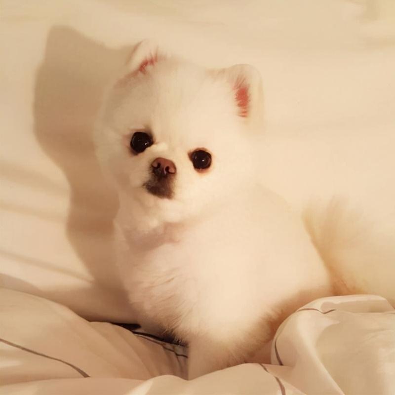 狗狗总是爱吃石头是什么原因?看完这个就一目了然了(狗总吃石头怎么回事) 狗狗总是爱吃石头是什么原因?看完这个就一目了然了(狗总吃石头怎么回事)