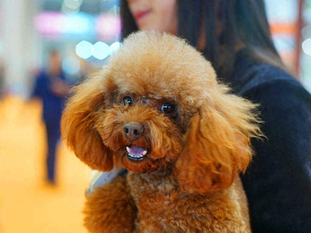 泰迪出现以下六种情况时,铲屎官需格外注意,谨防爱犬生病(泰迪反常是什么原因) 泰迪出现以下六种情况时,铲屎官需格外注意,谨防爱犬生病(泰迪反常是什么原因)
