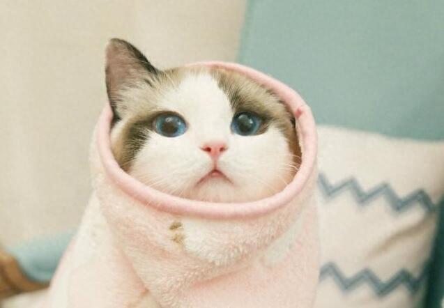 猫界“最漂亮”的6种猫,让人赏心悦目眼睛一亮,你觉得谁第一?(最漂亮的十种猫和狗) 猫界“最漂亮”的6种猫,让人赏心悦目眼睛一亮,你觉得谁第一?(最漂亮的十种猫和狗)