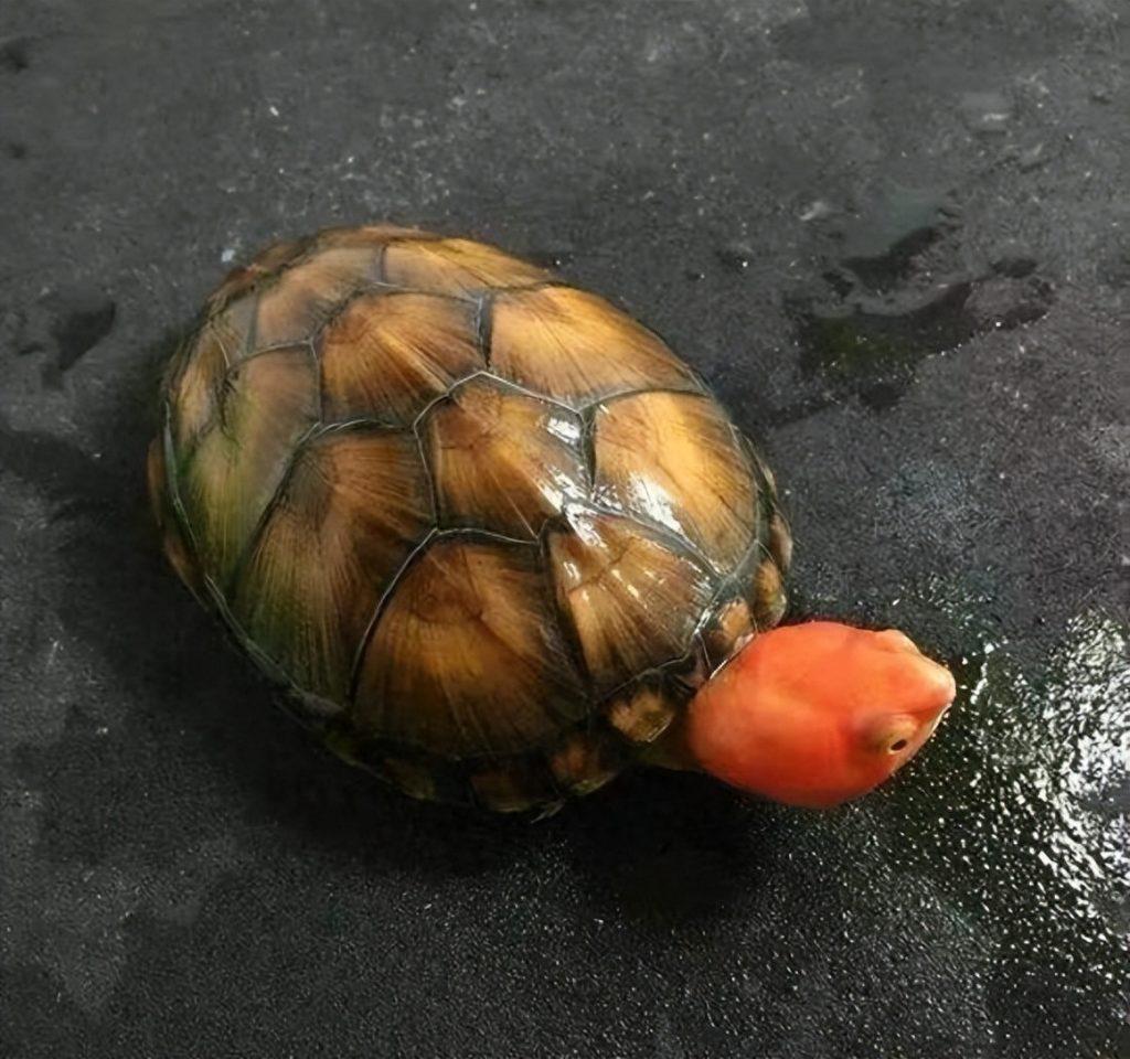 市面上都有哪些常见的宠物龟?什么龟比较适合家养?(什么宠物龟好看) 市面上都有哪些常见的宠物龟?什么龟比较适合家养?(什么宠物龟好看)