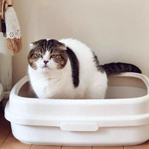 猫拉屎很臭正常吗?(猫拉屎很臭正常吗) 猫拉屎很臭正常吗?(猫拉屎很臭正常吗)