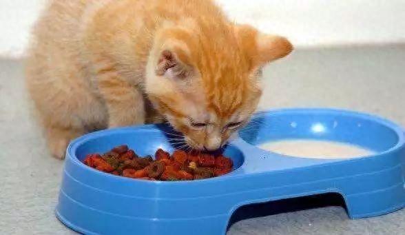 猫咪拉稀怎么解决?(猫咪拉稀怎么解决但是食欲很好) 猫咪拉稀怎么解决?(猫咪拉稀怎么解决但是食欲很好)