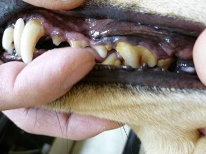 狗狗掉牙背后存在五点原因，铲屎官需采取定时清洁口腔等措施（狗八岁牙齿脱落）