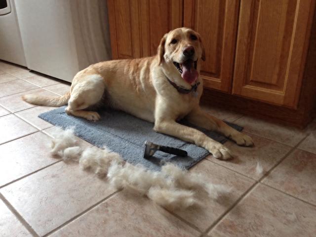 家里的狗毛多到可以织毛衣了？掌握这9个方法，轻松让家里变干净（狗毛怎么做毛衣）