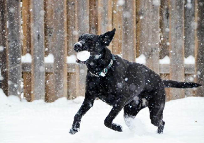 在狗狗眼里，看到“雪”的那一刻，它是这样想的（狗能看到雪吗?）