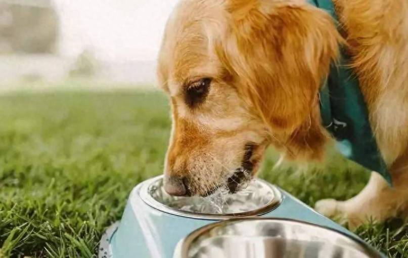 狗狗不爱喝水？95%的家长都忽略了这事（狗不爱喝水咋办）