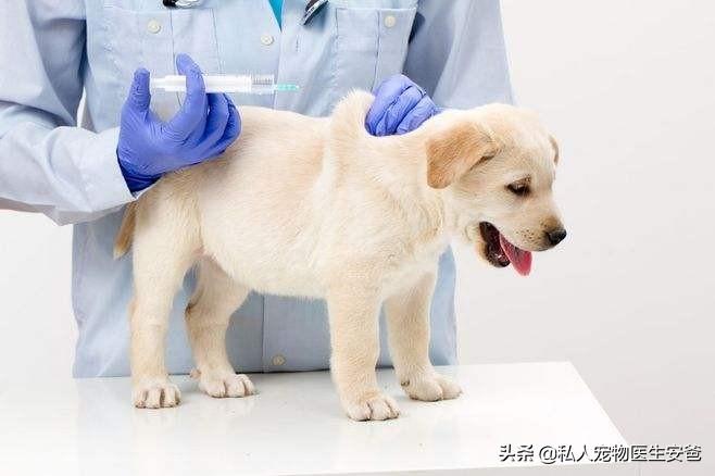 教你狗狗接种疫苗的正常流程（狗狗疫苗如何接种视频教程）