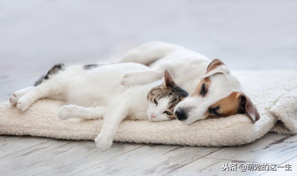 狗狗对睡眠的需求很高,所以这几个狗狗不睡觉的原因,你得知道(狗睡不踏实为什么) 狗狗对睡眠的需求很高,所以这几个狗狗不睡觉的原因,你得知道(狗睡不踏实为什么)