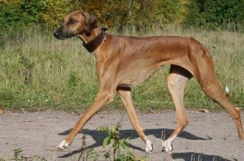 盘点最冷门的5种狗狗,你认识几种呢?(盘点最冷门的5种狗狗,你认识几种呢) 盘点最冷门的5种狗狗,你认识几种呢?(盘点最冷门的5种狗狗,你认识几种呢)
