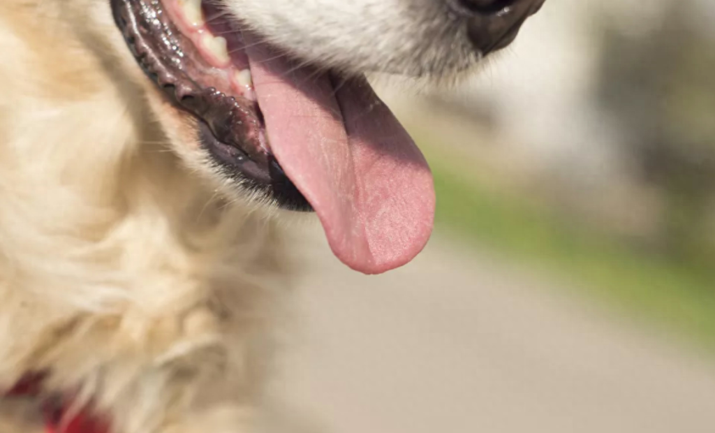 狗狗过度呼吸，不一定是在散热，还可能是身体疾病引起的（狗狗呼吸过快是为什么）
