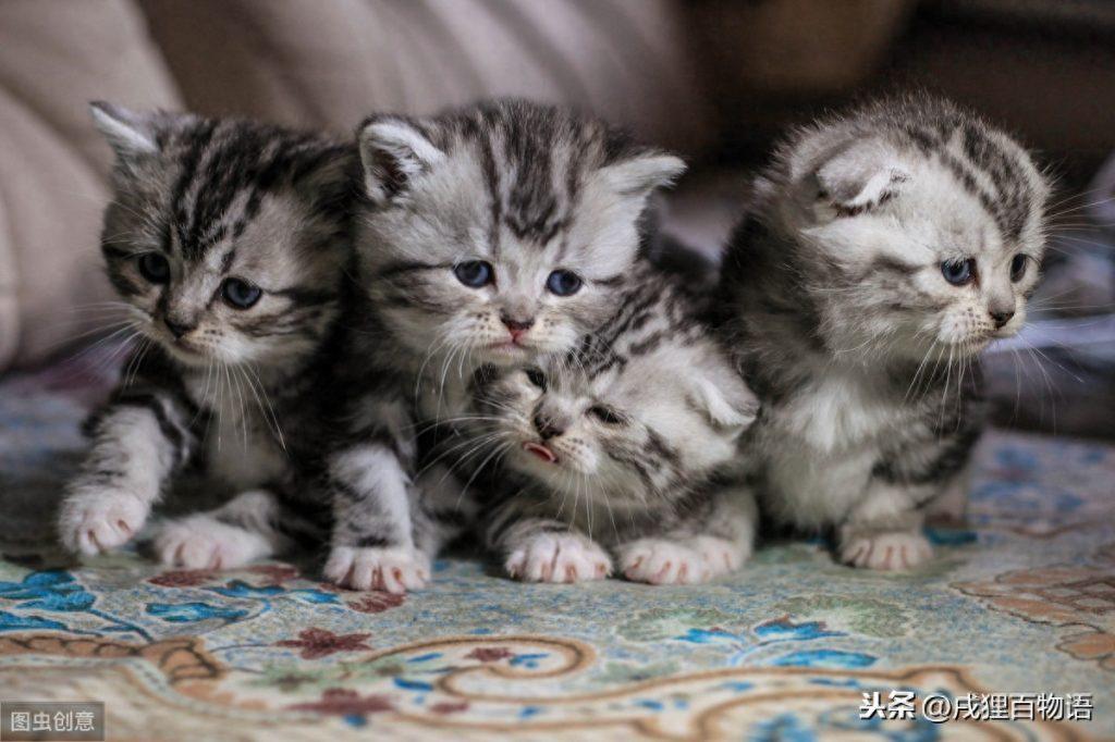 家有新生奶猫,如何养护到位?(刚出生的奶猫怎么养) 家有新生奶猫,如何养护到位?(刚出生的奶猫怎么养)