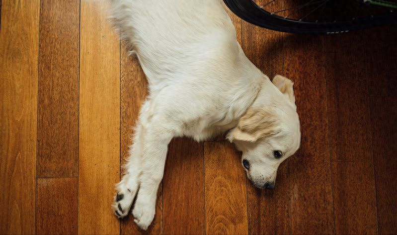 找到了，狗狗对“地板”情有独钟的原因（狗对着地板刨）