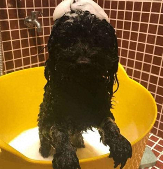 给泰迪犬洗澡，很多人都忽略的5点，这么多年白洗了！（泰迪犬洗澡用什么沐浴露）