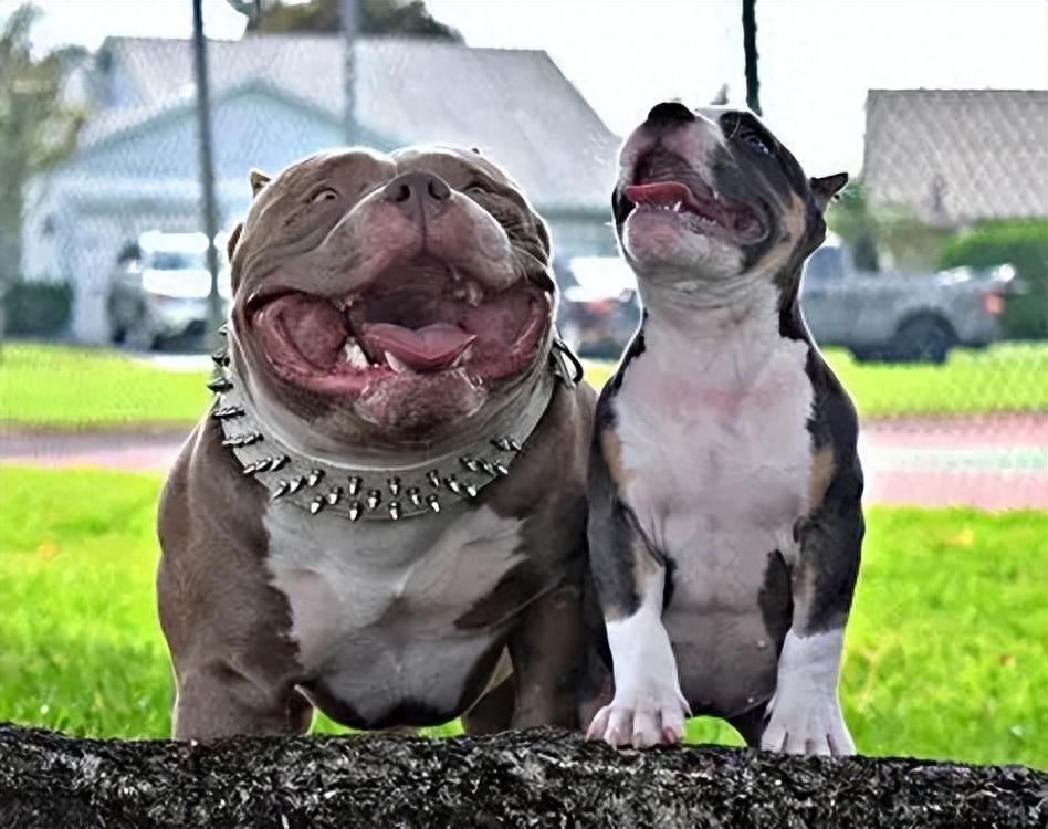 恶霸犬真的是恶犬吗?(恶霸犬有什么优点和缺点) 恶霸犬真的是恶犬吗?(恶霸犬有什么优点和缺点)