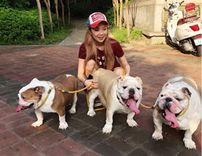 不养“英国斗牛犬”的人,根本不知道这几大好处(不养英国斗牛犬的理由) 不养“英国斗牛犬”的人,根本不知道这几大好处(不养英国斗牛犬的理由)