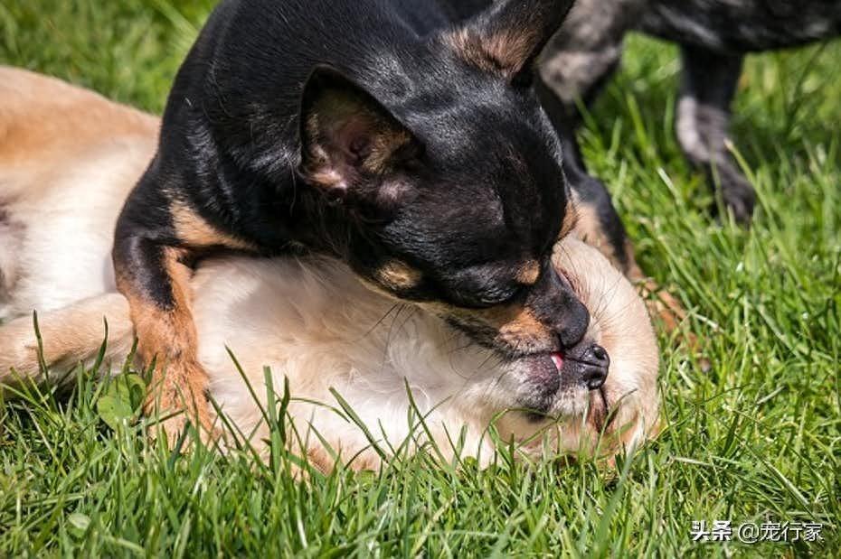 狗狗爱用舌头舔其他狗，难道它真的想成为名副其实的“舔狗”吗？（狗狗总用舌头舔人怎么回事）