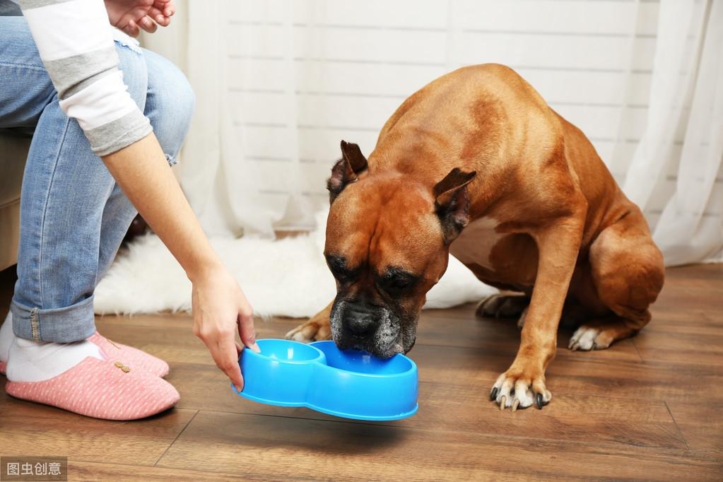狗狗吃饭太快，容易出问题，6个方法让它慢下来（狗狗吃饭太快了会怎么样）