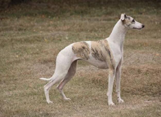 解读“惠比特犬”，完美的运动猎犬，最简单的动作跑最远的距离（惠比特犬体型）