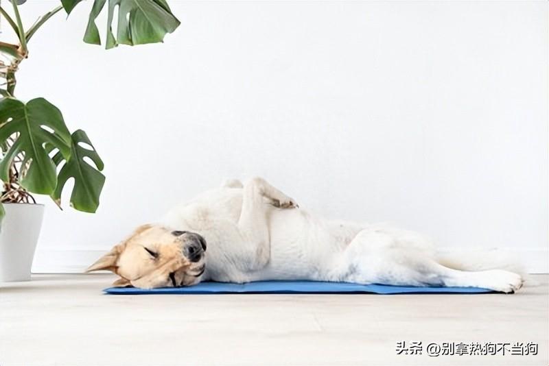 狗狗酣睡的四个迹象！主人应该为狗狗提供怎样的睡眠环境？（狗的睡眠时间是多少小时）