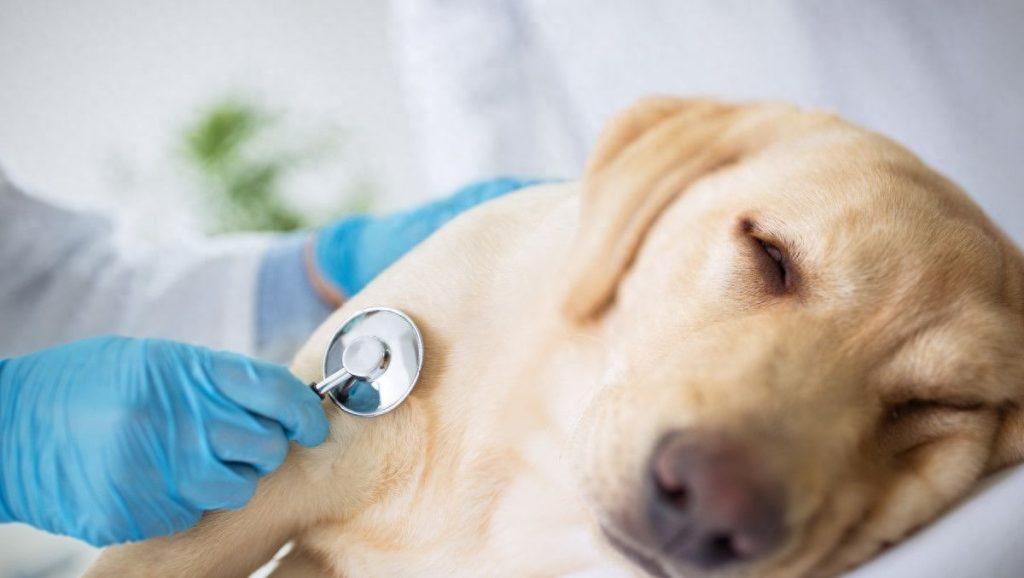 为什么狗狗会患肠胃炎，又有什么症状？（狗狗得肠胃炎是什么症状）