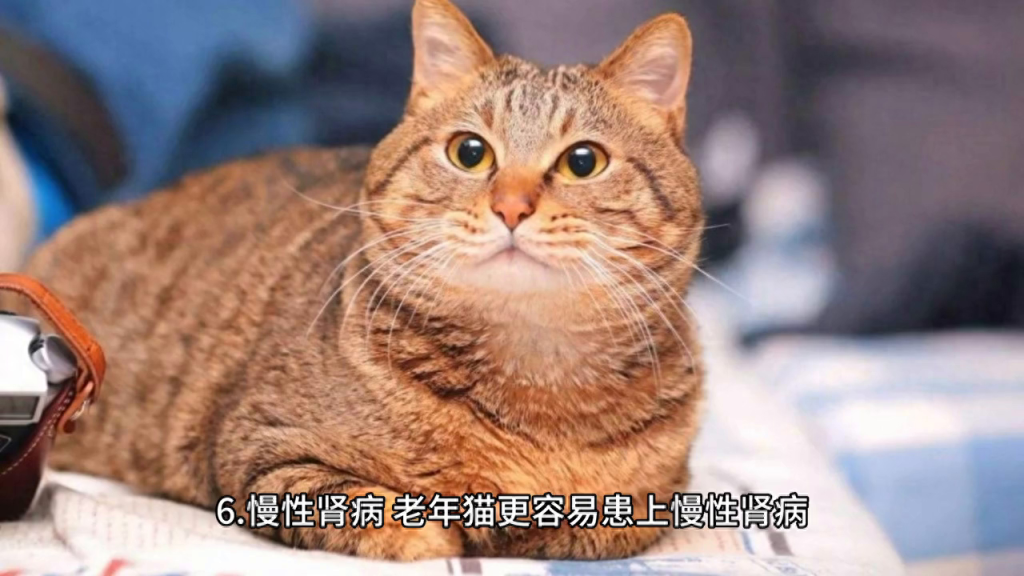 养猫时可能会遇到一些常见的猫病,你知道吗?(养猫容易得的病) 养猫时可能会遇到一些常见的猫病,你知道吗?(养猫容易得的病)
