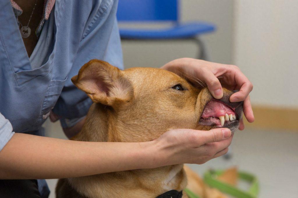 狗狗牙龈变白，有可能是这5个原因引起贫血，主人最好及时送医（狗狗牙龈白是没有营养吗图片）