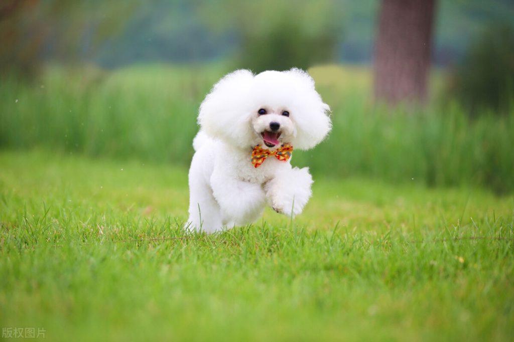 泰迪犬多少钱一只,2023泰迪市场价格大盘点(泰迪价格多少) 泰迪犬多少钱一只,2023泰迪市场价格大盘点(泰迪价格多少)